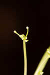 Carolina grasswort